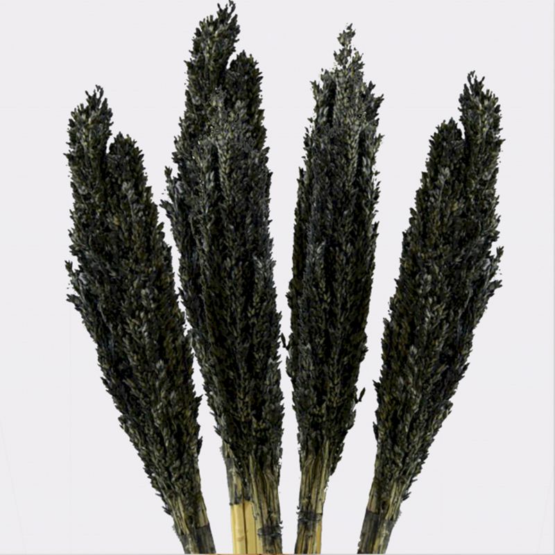 Cantal Grass Bunch - Черен