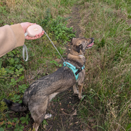Paw Pet Leash - Pocket Pod - Розов - 1.5m